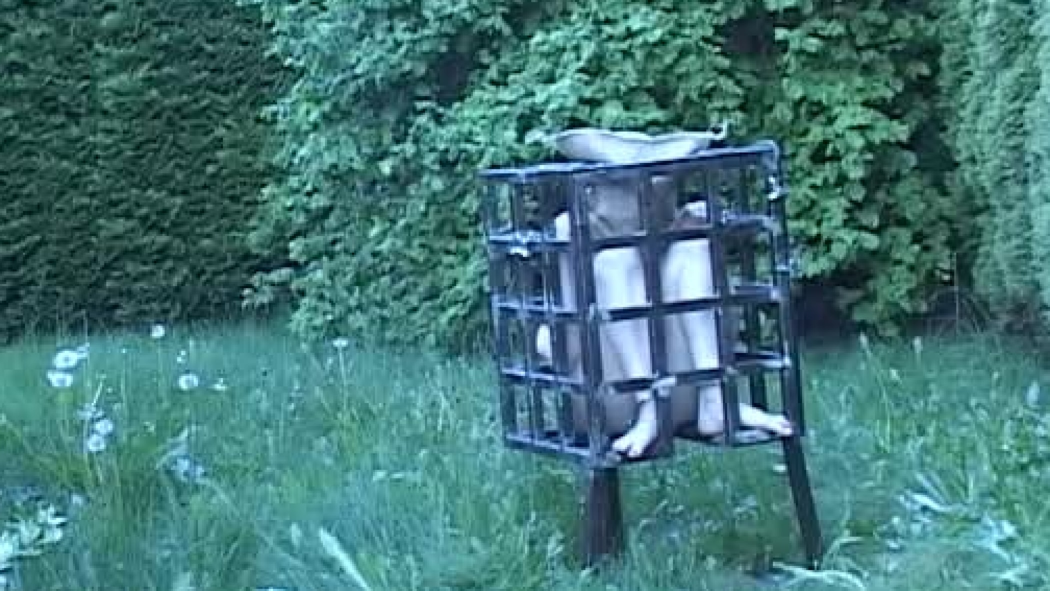 Clare Adams Caged Video